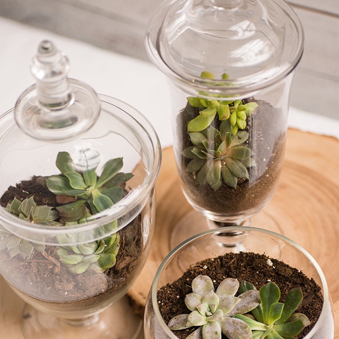 Pedestaled Apothecary Jars